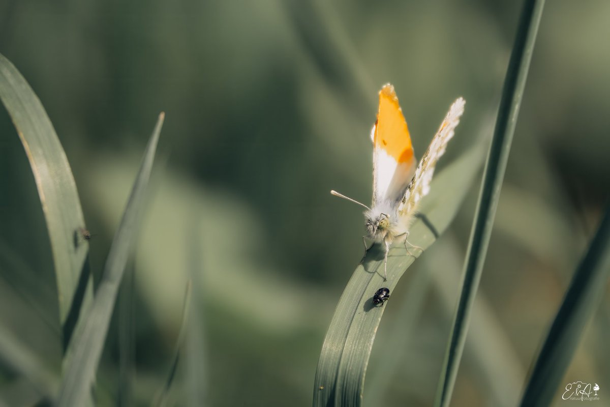 elisedeborst's tweet photo. Eindelijk het Oranjetipje op de plaat (1ste keer) 

Er vloog gisteren echt heel veel rond

#vlinder #Butterflies https://t.co/il42jynyxV