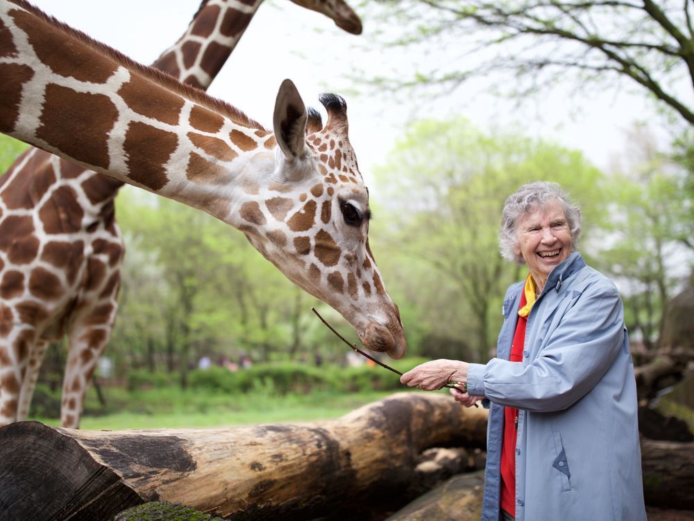 Anne Innis Dagg, pioneering giraffe researcher, dies at 91 nationalpost.com/news/canada/an…