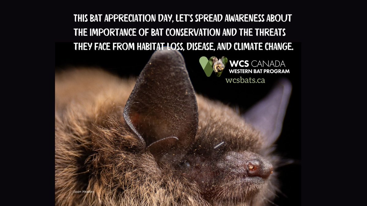 #BatAppreciationDay2024 Bats face threats from anthropogenic sources around the planet. Raising awareness of these threats & the economic & ecological importance of bats is key to bat conservation! #BatsNeedFriends #WeStandForBats