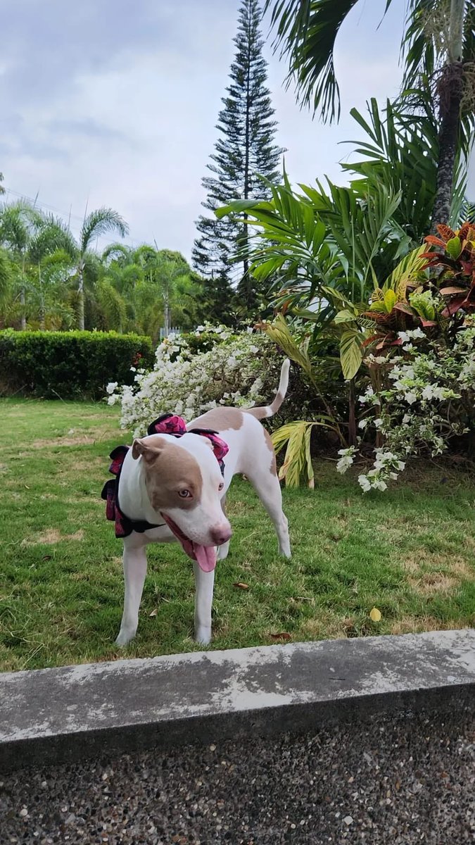 MariaBeatrizDM's tweet photo. LUNA 

11 meses. Esterilizada, la están regalando por lo mismo que todo el mundo “ya no me cabe en el apartamento”

AYÚDENME  a buscarle un lindo hogar a esta princesa

Estoy cansada de tanto abandono. No tango nada más que decir. 

#adopcion #mascotas #ayuda https://t.co/jWbqkXn6c0