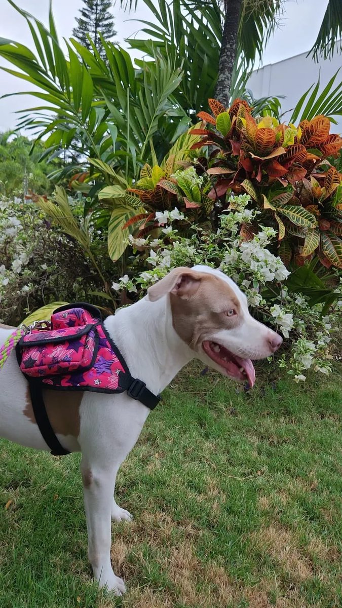 MariaBeatrizDM's tweet photo. LUNA 

11 meses. Esterilizada, la están regalando por lo mismo que todo el mundo “ya no me cabe en el apartamento”

AYÚDENME  a buscarle un lindo hogar a esta princesa

Estoy cansada de tanto abandono. No tango nada más que decir. 

#adopcion #mascotas #ayuda https://t.co/jWbqkXn6c0