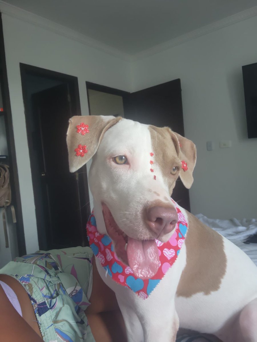 MariaBeatrizDM's tweet photo. LUNA 

11 meses. Esterilizada, la están regalando por lo mismo que todo el mundo “ya no me cabe en el apartamento”

AYÚDENME  a buscarle un lindo hogar a esta princesa

Estoy cansada de tanto abandono. No tango nada más que decir. 

#adopcion #mascotas #ayuda https://t.co/jWbqkXn6c0