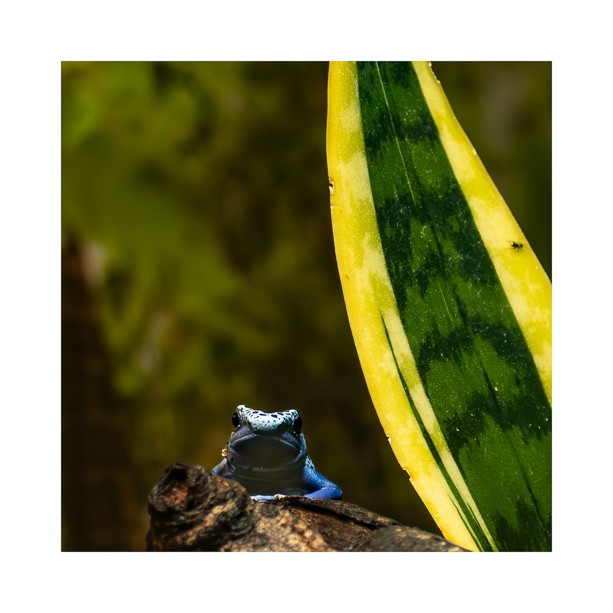 An angry blue frog at Edinburgh zoo