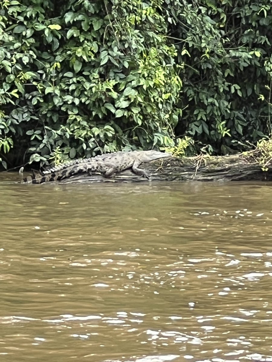 DoctorJOtto's tweet photo. Traveling down through Tortuguero National Park @MonomoySchools @ScienceWithMrB @MRHSMsOliver #MonomoyInCostaRica2024 https://t.co/LyG9ZbWFKF