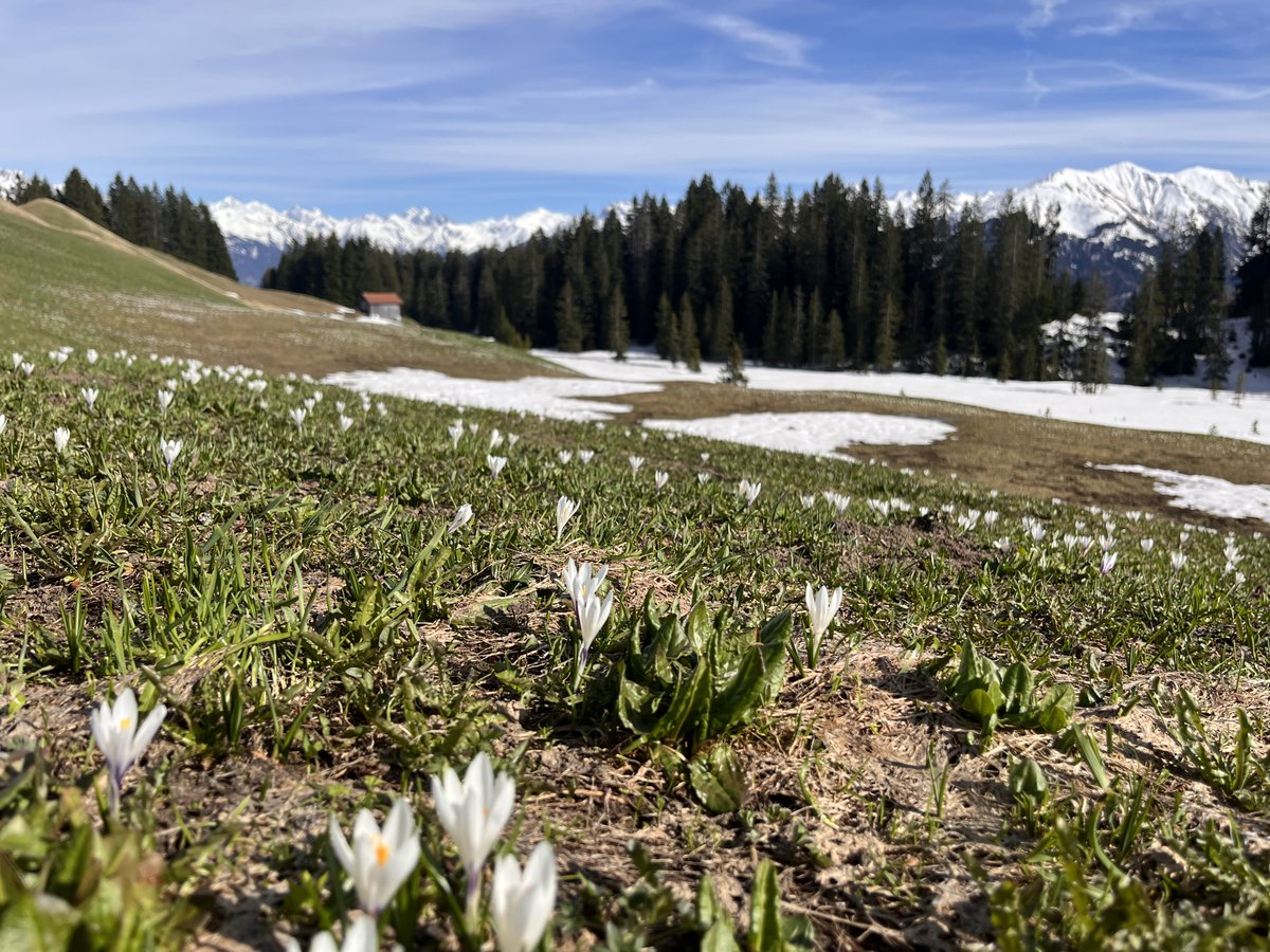 reflectionwalks's tweet image. Im Weiss steht es grün und im Grün wächst das Weisse.
In dieser Kulisse interessante Aspekt seiner eigenen Biografie herauszuarbeiten ist mega spannend, erfrischend und befreiend. 1. Tag mit einer Kundin oberhalb von Furna, GR, Schweiz. Ihre Rückmeldung dazu: tipptopp!