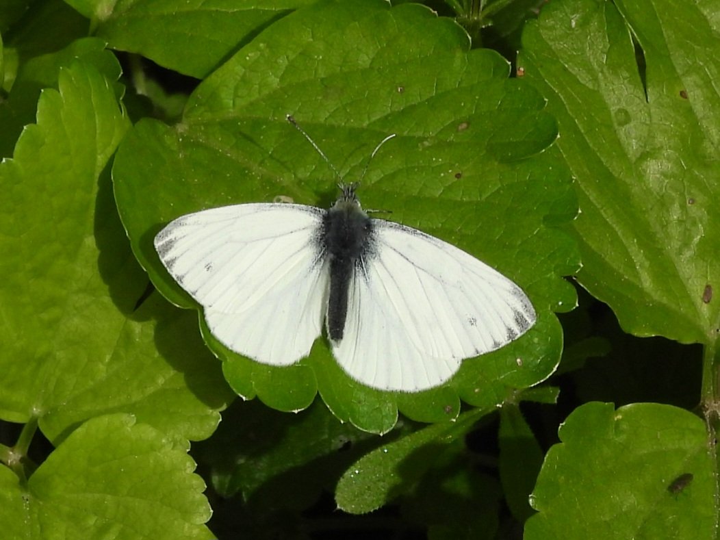 Green-veined White lots about today, this one near Weybourne