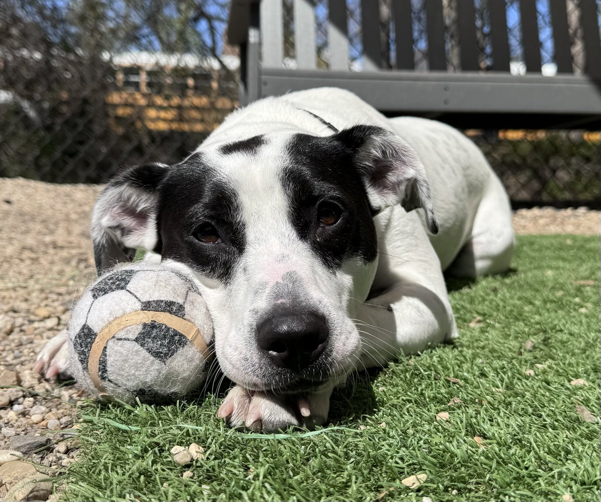 Nelly was just wondering if you'd want to play fetch?! She's got the ball ready and all she needs is YOU! Nelly gets along well with kids and enjoys playing with other dogs that can keep up with her rough-and-tumble play. Meet Nelly at the shelter today from 12-4pm!