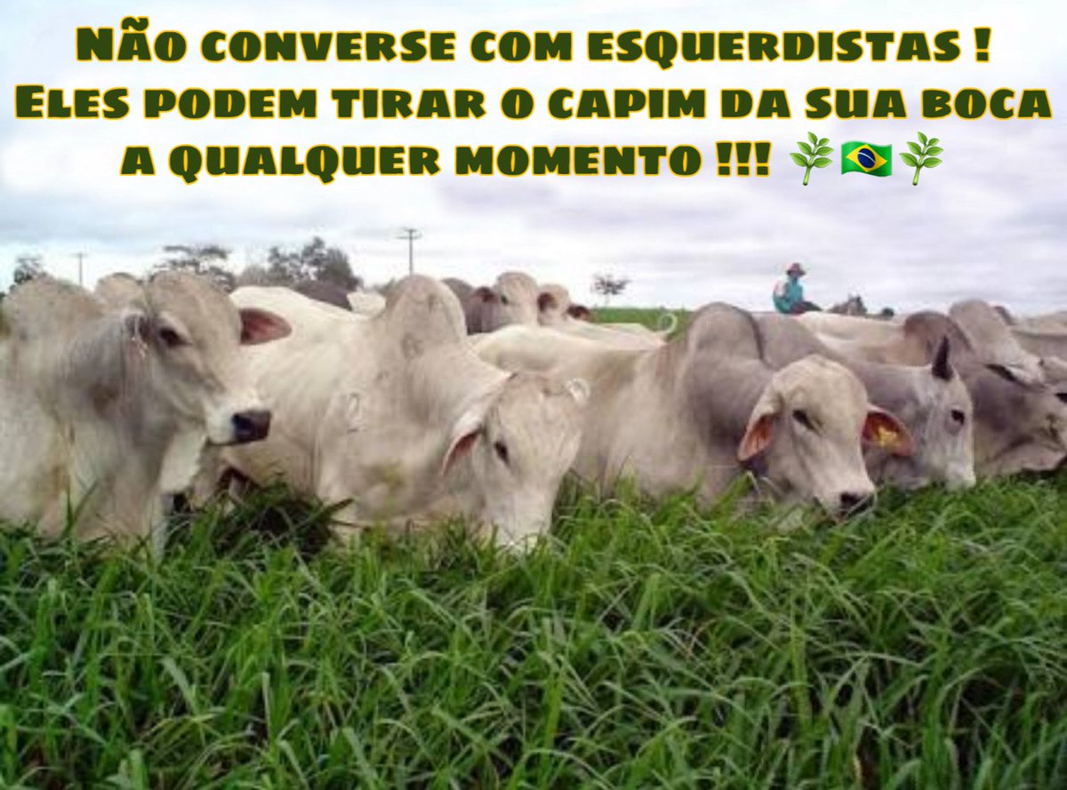 CortadorDeCapim's tweet photo. @diegopoggetti @OmarMartins6 @slpng_giants_pt Hahahahahah brincalhão https://t.co/Sw0JYaabfW