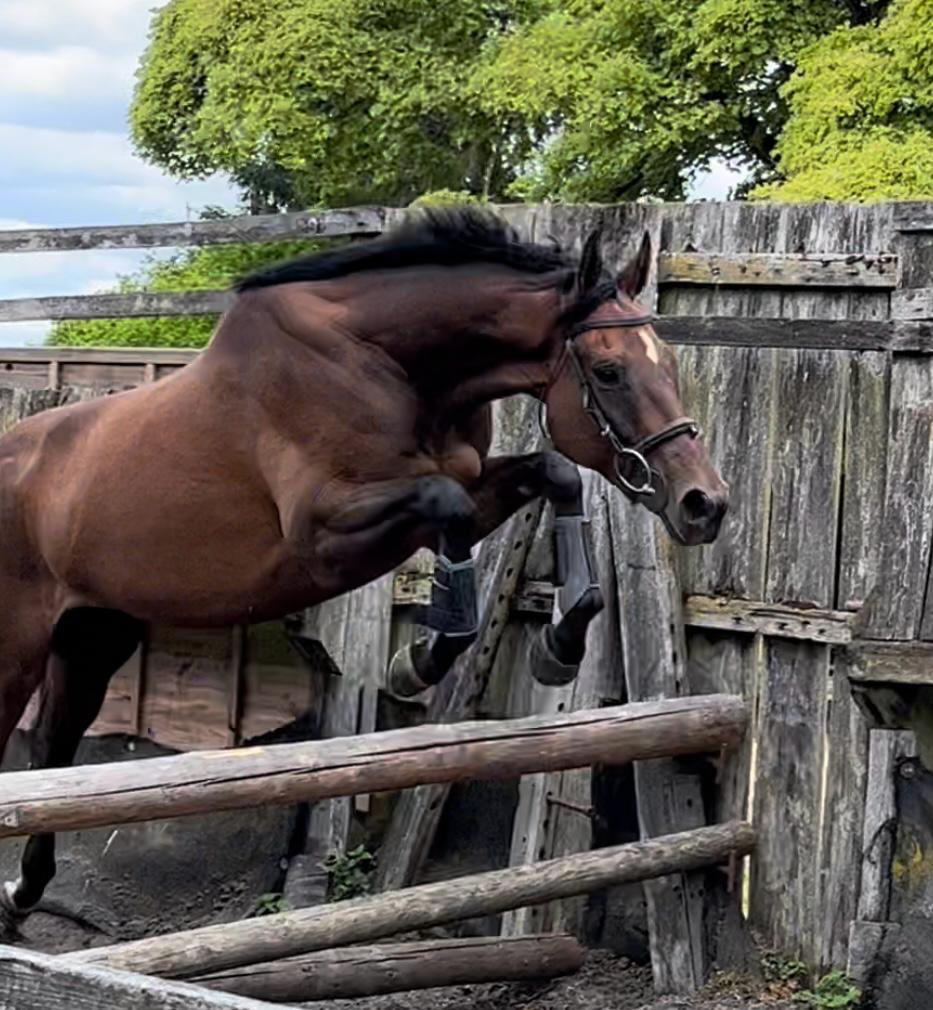 Henrietta Knight tweet media