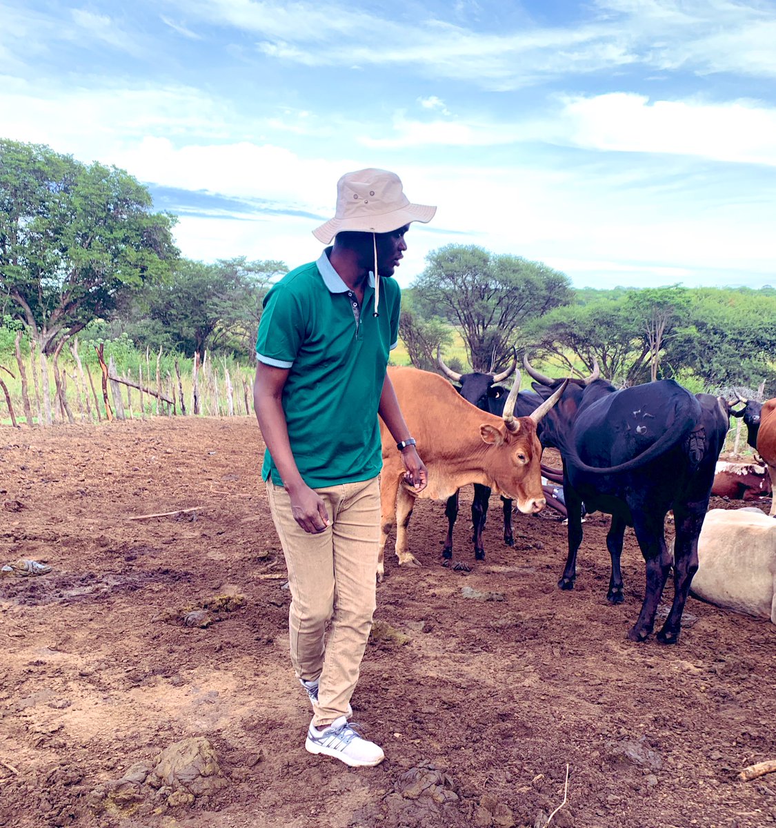 This year, I began investing a few 2 Kwachas in buying cattle here at our family Farm in Western Zambia. In our Lozi tradition, we believe strongly in cattle farming we even give the cows names. Today I returned to Sesheke to buy & add a few more cow. Farming is not for the old !