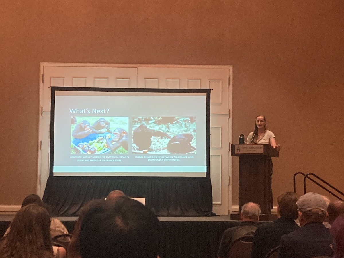 How do non-human primates display tolerance and dominance? 🐒 This study, discussed by ElizabethWarren, explores diverse social behaviors in chimpanzee groups, shedding light on unified or distinct forms of tolerance and dominance. #PrimateBehavior #SocialInteractions #CO3_2024