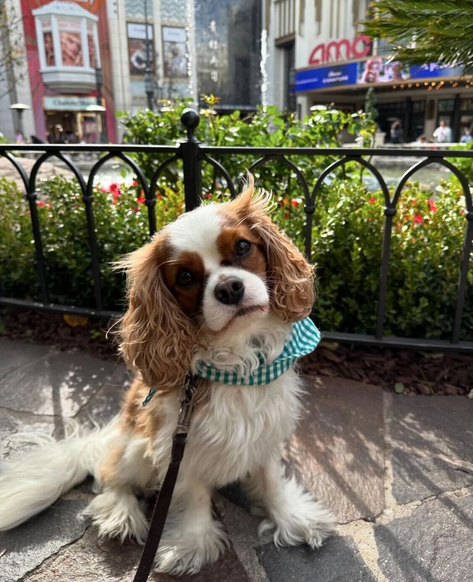 Warning: we will ask to pet your dog if we see them at #TheGroveLA. Sorry not sorry 💕 📸 @pesto.thepup