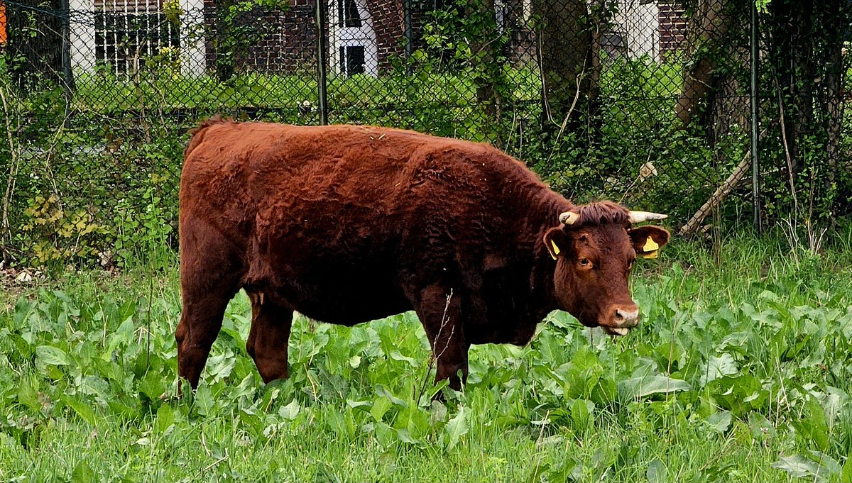 Ich bin ja gerne auf der Domäne Dahlem. Und natürlich mag ich die Tiere. Die Schweinerei und die Lämmer z.B.. Und die Rinder.