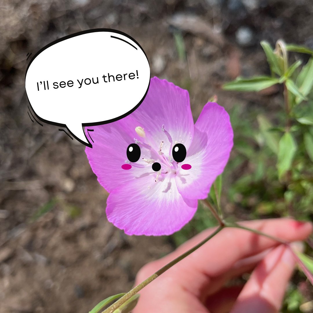 The UCLA Mathias Botanical Garden Clarkia Festival is almost a month away! 🥳 We hope you're excited... we certainly are! Go to our website and hit 'add to calendar' at the bottom of the page. 💗 botgard.ucla.edu/event/1st-annu…