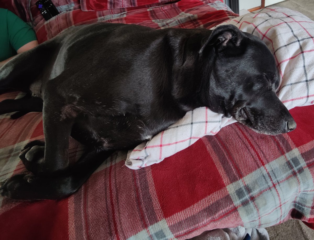 Harley says it's nap time 🐕😴 #doglife #naptime #blacklab #dogs