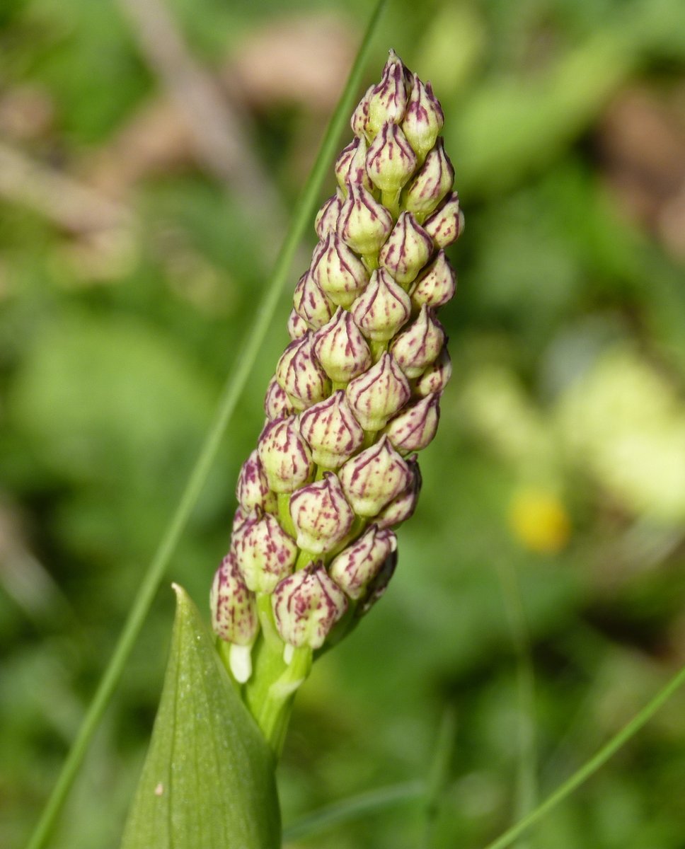 Today on the downs near Crundale I found a few Lady Orchids in bud ,a couple had two or three open florets ...........Won,t be long ! Also found a fair few Common Twayblades almost in flower . @ukorchids