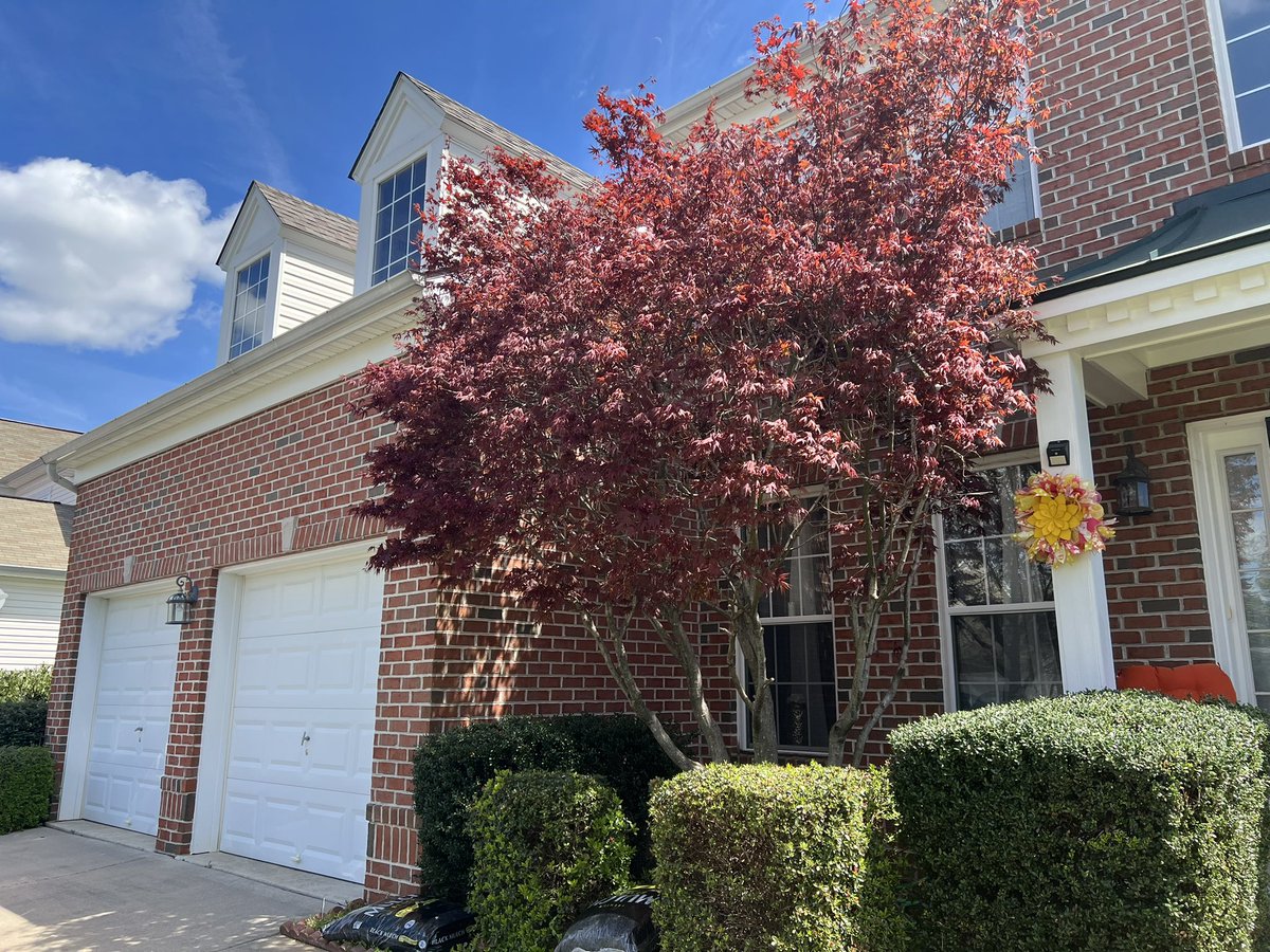 I love this tree in my front yard.  It’s finally coming to life for the season.  

#hellospring