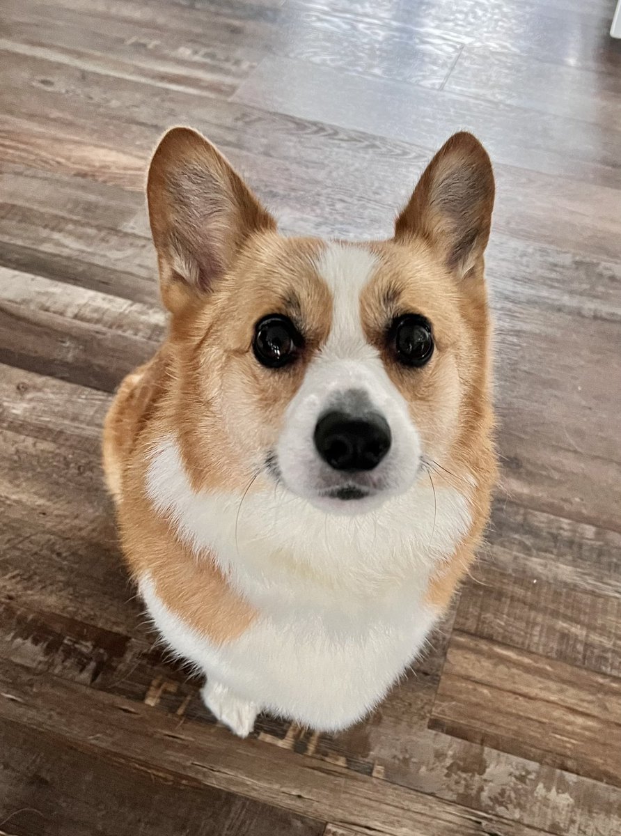 Fresh from her doggy spa day #Corgi #CorgiCrew