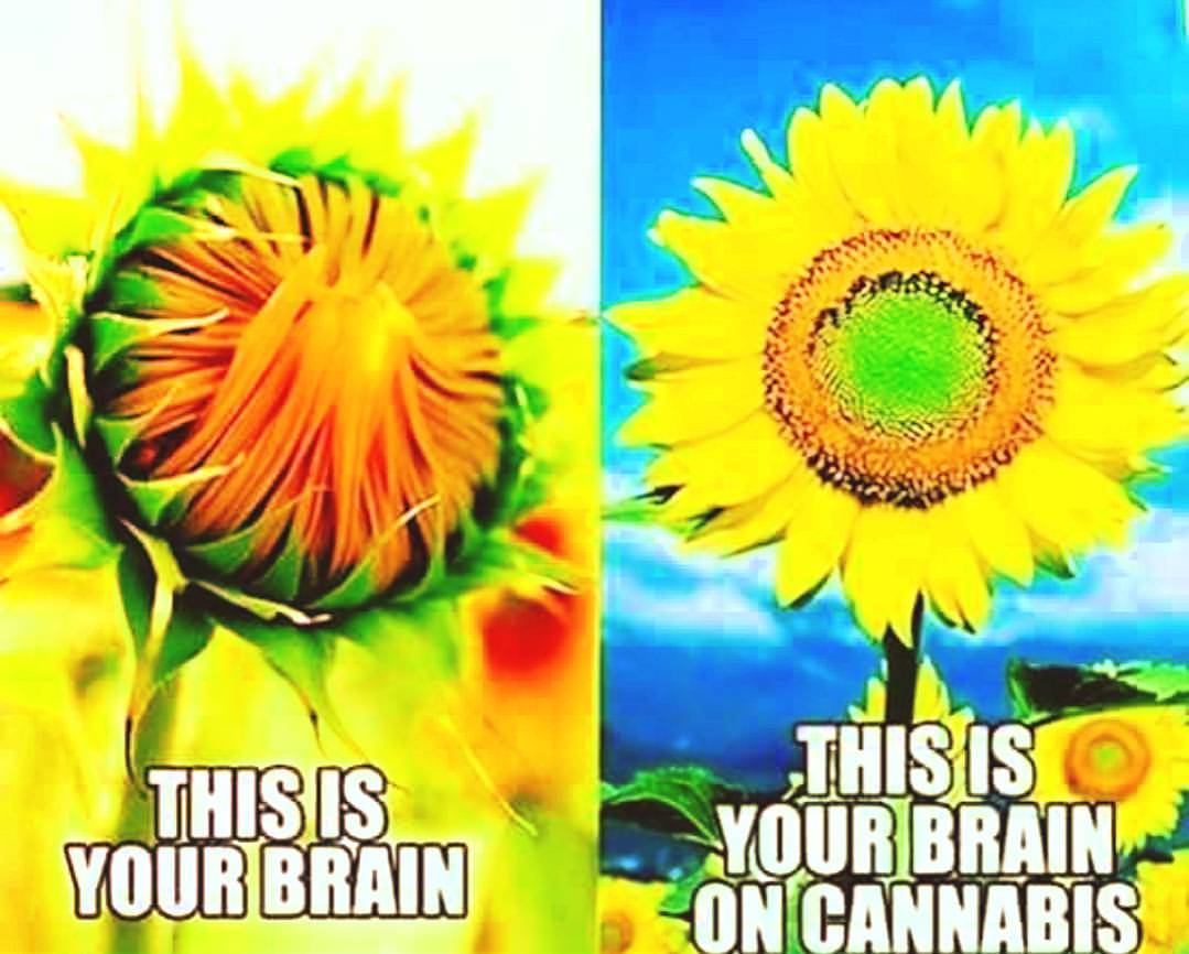 Your brain on cannabis is much better! #cannabis #lifeisbetterwithmarijuana #facts #weedknowledge #happyweekend #cannabiscures #cannabısdaily #smokeweedeveryday #medicatedandhigh #smokeandfly #coloradogrown #medicalmarijuana #staystonedmyfriends #trichomehealthconsultants #thcmed