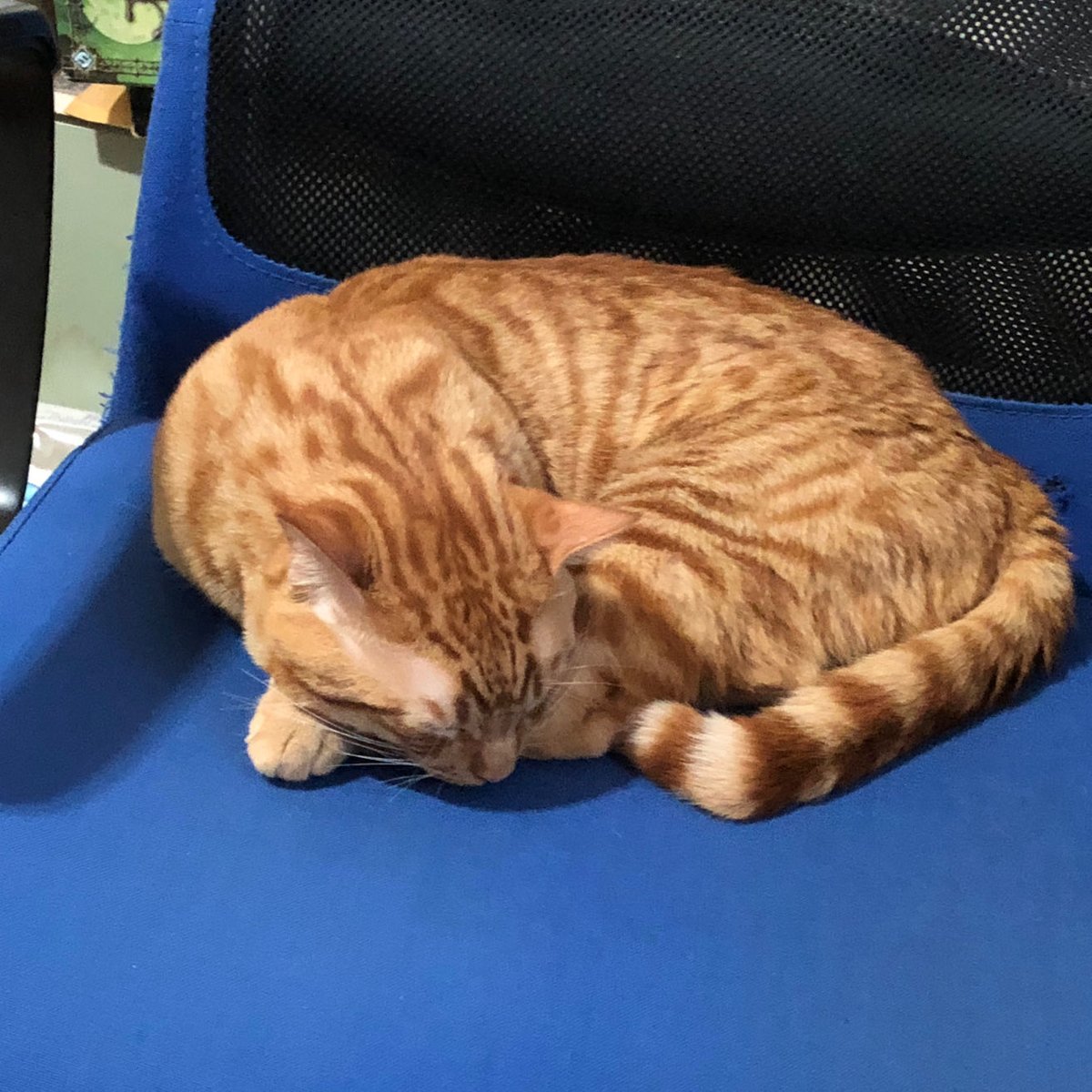 He knows it's his chair, not yours.

#Caturday #WritersWithCats #AmWriting #AmWritingRomance #AmWritingHistoricalRomance #AmWritingMystery #AmRevising #RomanceWriter #WritingCommunity