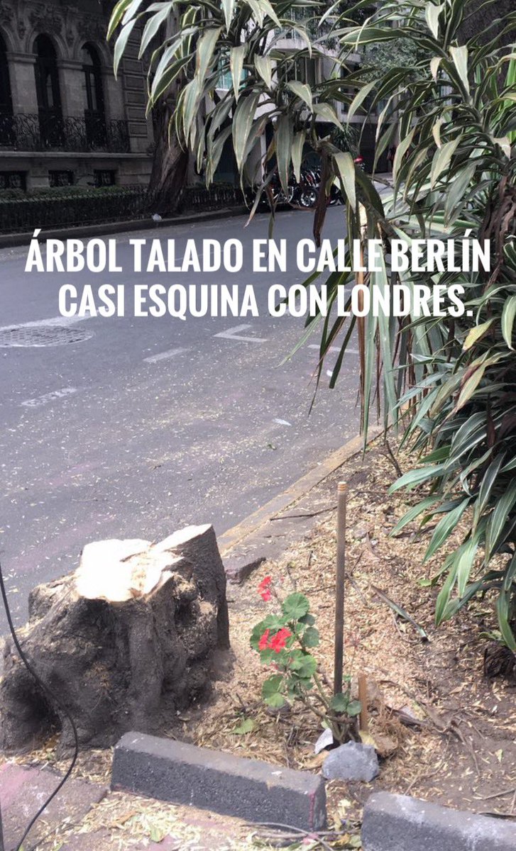 Oigan, <a href="/AlcCuauhtemocMx/">Alcaldía Cuauhtémoc</a> ¿ustedes están talando árboles en #ColoniaJuarez? 
Árboles sanos que NO representan riesgos para nadie de pronto amanecen hechos tronco. 
Solicitamos informen si fue su brigada y el motivo, porque casualmente todos están cerca del CAMPAMENTO de INVASORES.