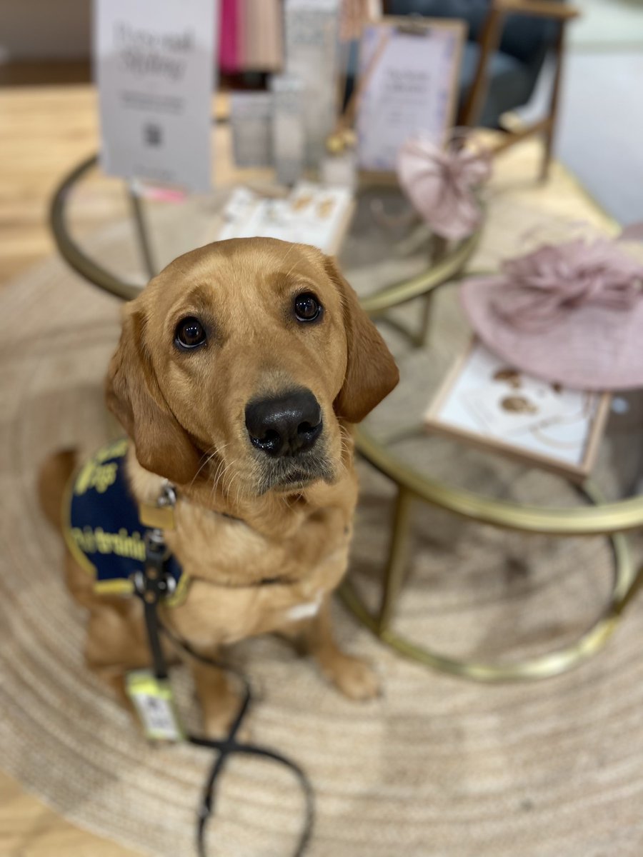 Todays excursion saw us at @Phase_Eight @Victoria_Square This dog has patience levels that I could only dream of. @guidedogsni @AntrimLens @gymforthesoul @RobbieButlerMLA @WeatherCee @taramillstv @stephenblevins9 @AnnMarieCFoster @iamfifig @CllrGlennBarr