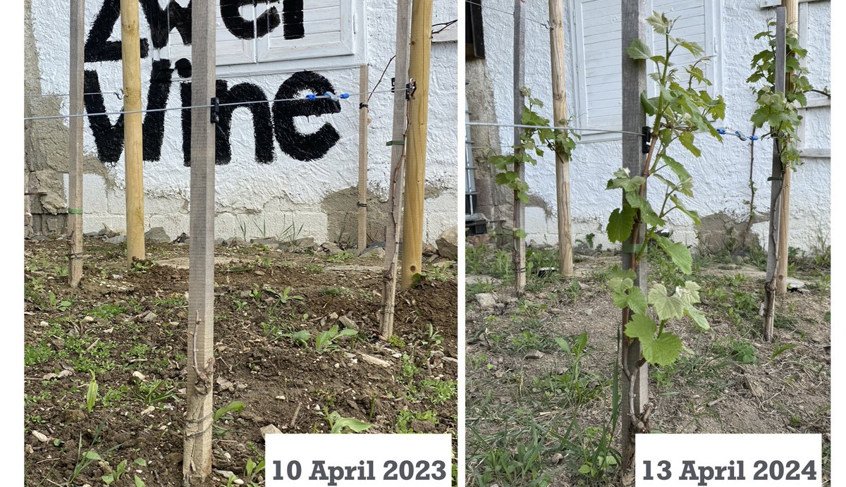 Chris Sciacca (@chrispsciacca) on Twitter photo What a difference a year makes <a href="/KapitelZweiWine/">Kapitel Zwei Wine</a> . Same three #sémillon vines, one year apart. Last year we harvested in mid October, at this rate we are looking like early September. #vintage2024 <a href="/austrianwine/">Austrian Wine</a> What a difference a year makes <a href="/KapitelZweiWine/">Kapitel Zwei Wine</a> . Same three #sémillon vines, one year apart. Last year we harvested in mid October, at this rate we are looking like early September. #vintage2024 <a href="/austrianwine/">Austrian Wine</a>
