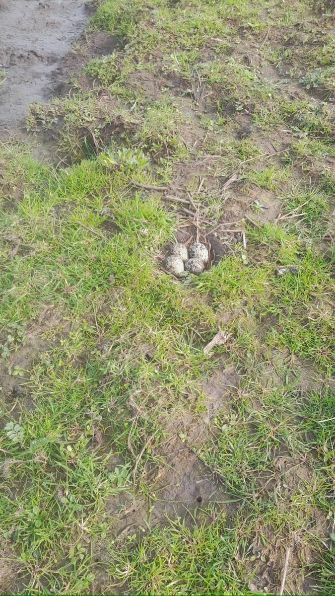 chriszeeven's tweet image. Wij doen het op onze manier en met succes. Steeds meer #weidevogels vinden een plekje. De weide wordt goed verzorgd en er komt voldoende ruige mest op. Het gras kan nu groeien zodat het nest ook beschermd wordt.