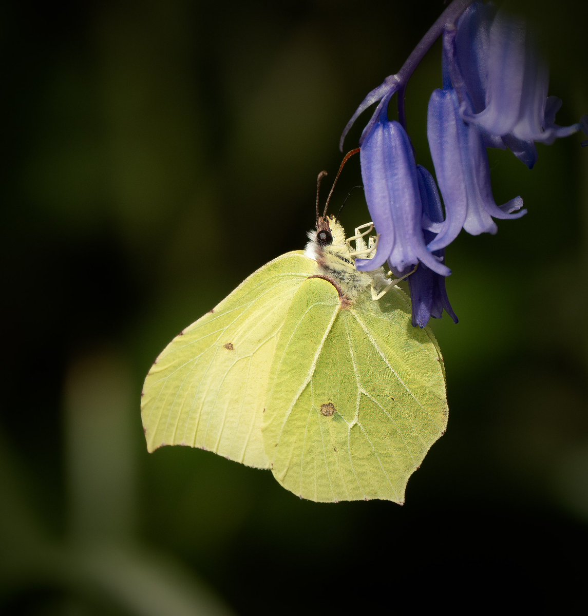 There were a lot of Brimstone butterflies (Gonepteryx rhamni) flying around local woods in the 17c sunshine today.
#hailsham #eastsussex 
@BCSussex @SussexWildlife