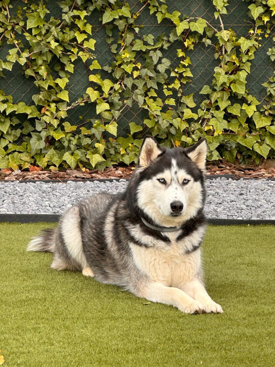 Este perro es guapo como el solo