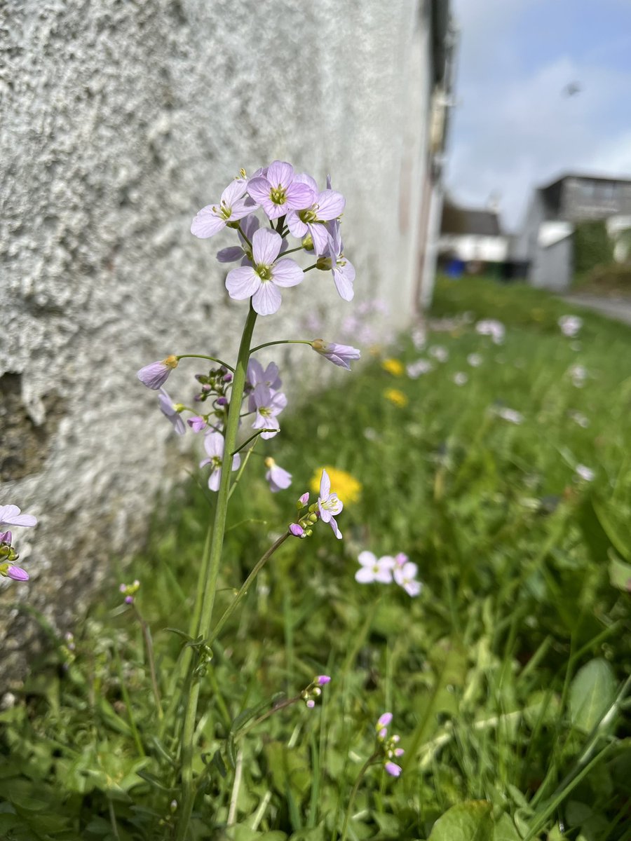 Stunning display of Cuckooflower along our road verge just now! It supposedly appears at the same time as the cuckoos - but it’s definitely beating them this year! plantatlas2020.org/atlas/2cd4p9h.…