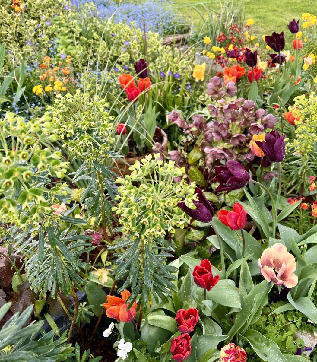 Gardening assistants enjoying the sunnier, warmer weather here in Suffolk… tulips happy too 👍