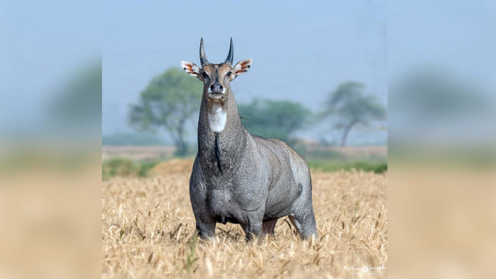 TalesofKaimere's tweet image. Love that the binomial of the nilgai antelope means 'cow deer goat camel'. Really just laying down etymological full auto fire and hoping to hit something at least kinda adjacent to its real phylogeny (cow is at least in the same subfamily).