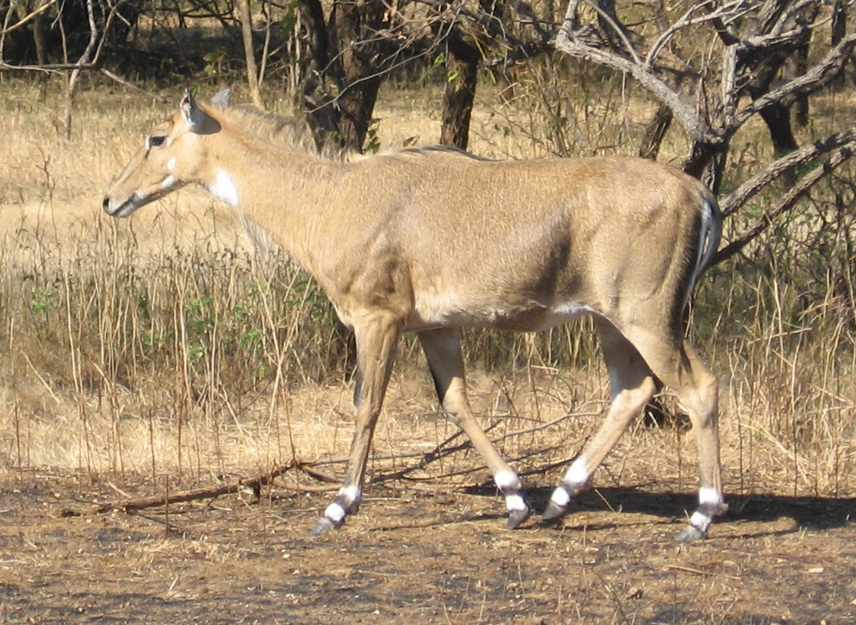 TalesofKaimere's tweet image. Love that the binomial of the nilgai antelope means 'cow deer goat camel'. Really just laying down etymological full auto fire and hoping to hit something at least kinda adjacent to its real phylogeny (cow is at least in the same subfamily).