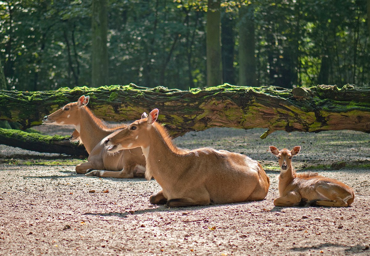 TalesofKaimere's tweet image. Love that the binomial of the nilgai antelope means 'cow deer goat camel'. Really just laying down etymological full auto fire and hoping to hit something at least kinda adjacent to its real phylogeny (cow is at least in the same subfamily).