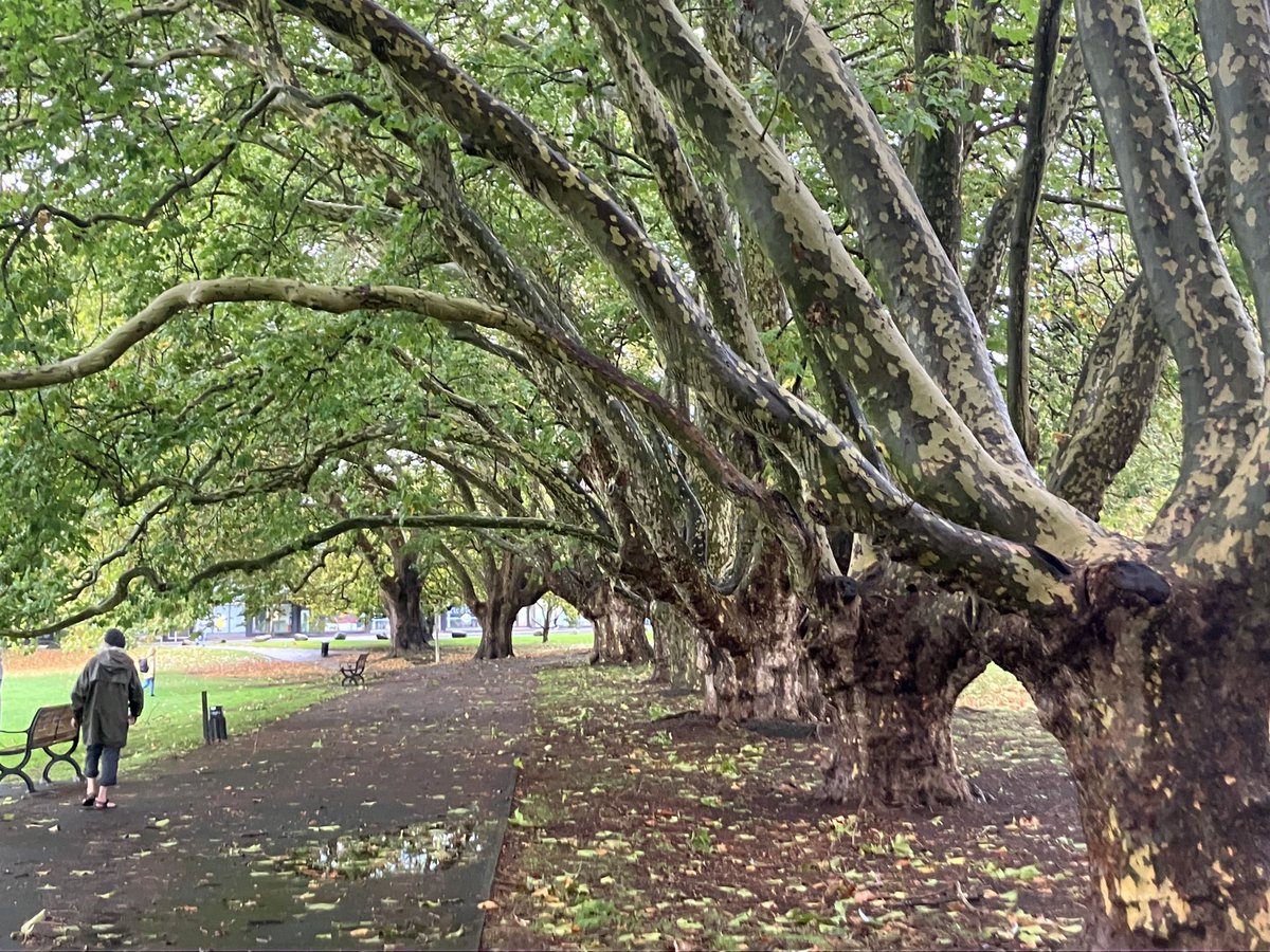 I appreciate well done tree sculpting. Victoria Park in Auckland NZ