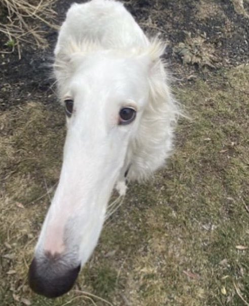 Snoot on base tweet media