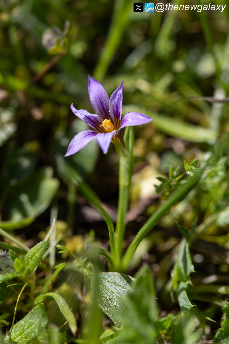 3/4/24 Rhodes - This little jewel caught my eye on Profitis Ilias; Tempsky's Romulea (Romulea tempskyana). A little-known species with a narrow range, it is scattered through the Eastern Mediterranean. Seen co-leading the @Mariposa_Nature #OrchidsOfRhodes tour with @dunnjons