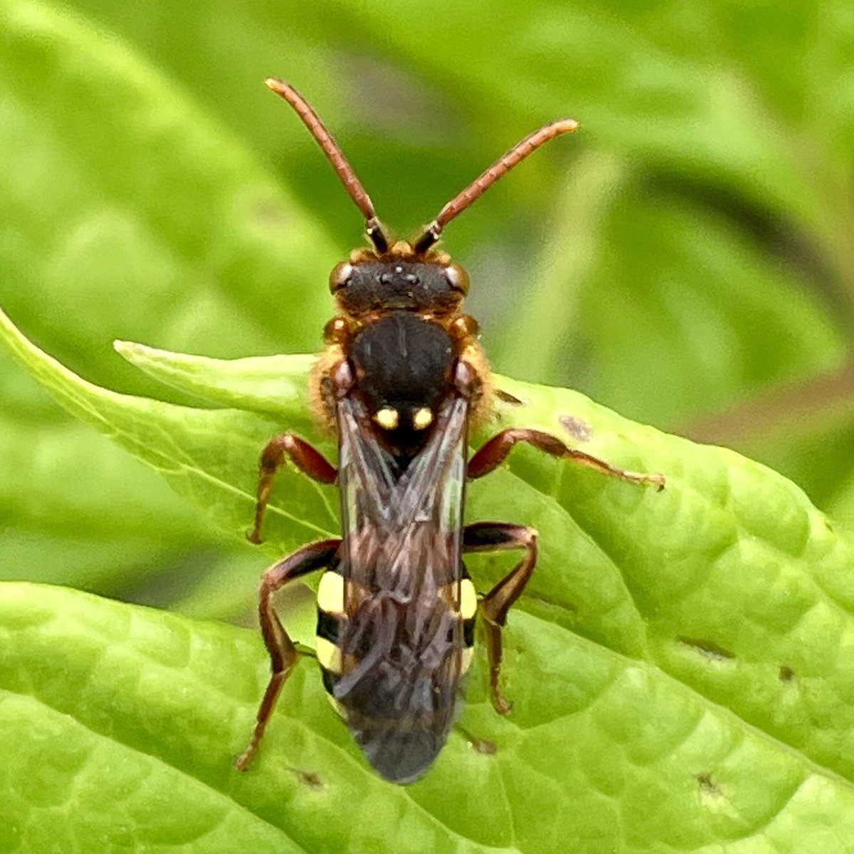 matthbuckle's tweet photo. Two busy bees in the back garden today in the sunshine.
The ashy mining bee #Andrenacineraria nesting in the lawn and its parasite #Nomadalarhburiana 
@StevenFalk1 @PaulWilliamsNHM @JWentomologist https://t.co/1ihnl5yGJ0