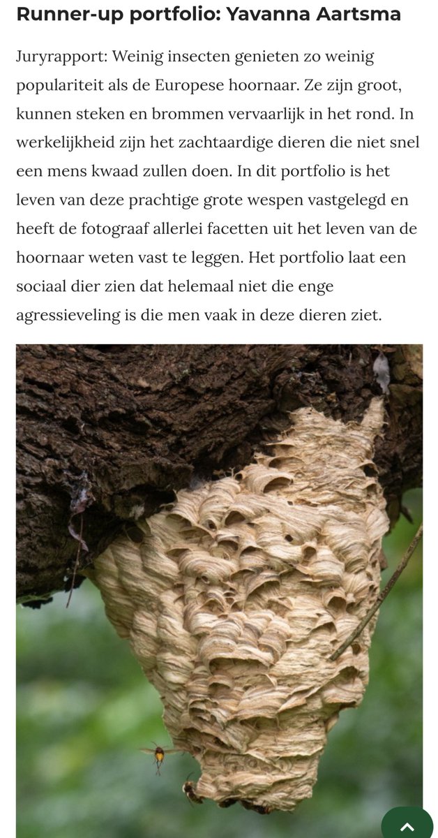 YAartsma's tweet photo. Joepie!!! Mijn fotoserie "meer dan een angel" over de Europese hoornaar heeft de runner-up prijs in de categorie "series" van de Groene Camera gewonnen 🥳! Foto's te zien in het #museon in Den Haag. Wat positieve aandacht voor deze mooie soort 💛 #jaarvandewesp @wespenvriend https://t.co/Cth0JEUBhn