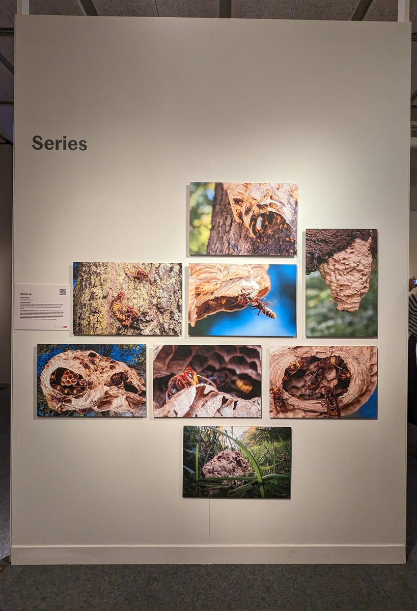 YAartsma's tweet photo. Joepie!!! Mijn fotoserie "meer dan een angel" over de Europese hoornaar heeft de runner-up prijs in de categorie "series" van de Groene Camera gewonnen 🥳! Foto's te zien in het #museon in Den Haag. Wat positieve aandacht voor deze mooie soort 💛 #jaarvandewesp @wespenvriend https://t.co/Cth0JEUBhn