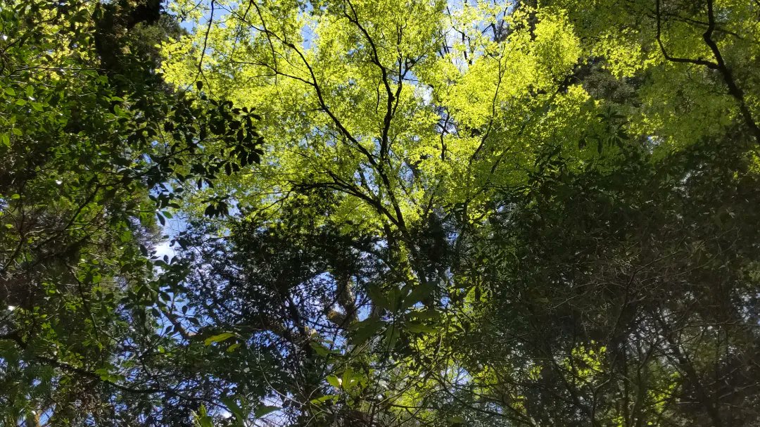 菊池渓谷✨✨✨

久しぶりに行けました🤩
しかもサロンクルーのみなさんと💖

たくさん歩いて
たくさん緑を見て
たくさん水の音を聞いて

たくさん浄化されて
たくさんエネルギーもらって

地球に生まれた喜びを感じて

幸せです🤩