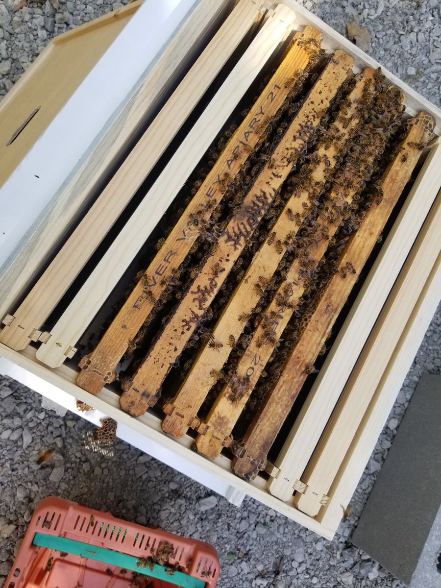 SciPierce's tweet photo. All the buzz at Mill Creek https://t.co/8loYPMxg5G