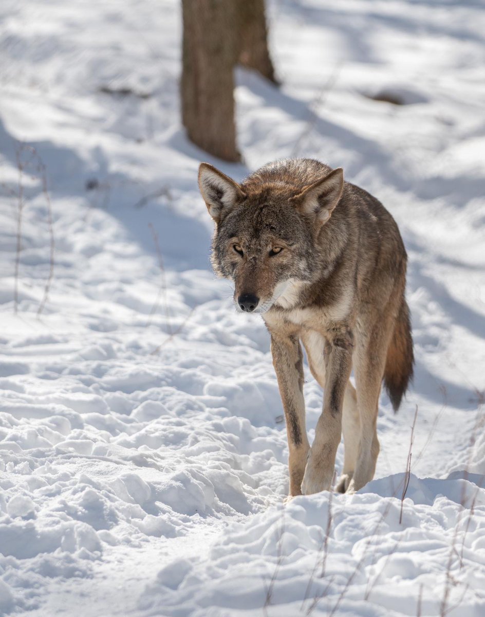 STLWolfCenter's tweet photo. Join us in giving a howling birthday shoutout to Ried - one of our cherished #AmericanRedWolves. ๐
Help us ensure the best possible care for his family by symbolically adopting their pack today. https://t.co/nQcN4nlVdo https://t.co/o8mC93xC4J