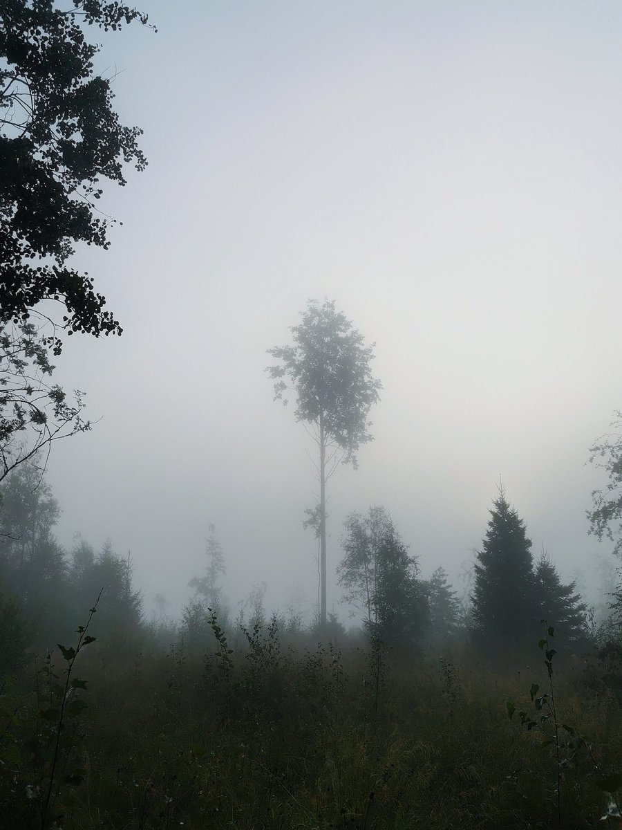 Foggy Tree!!🌳 #photography