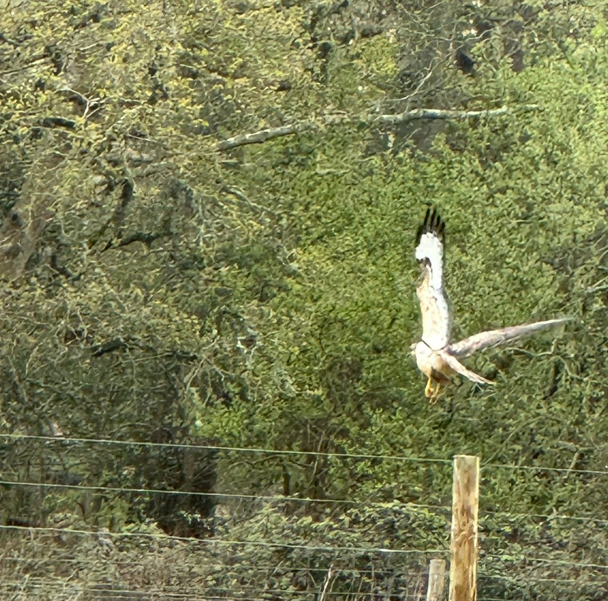 RedWPC's tweet photo. Lovely to see the #Buzzard so close in #CorfeCastle #PurbeckDogPark #BirdofPrey #Ilovemyoffice https://t.co/DSmkmukaIY