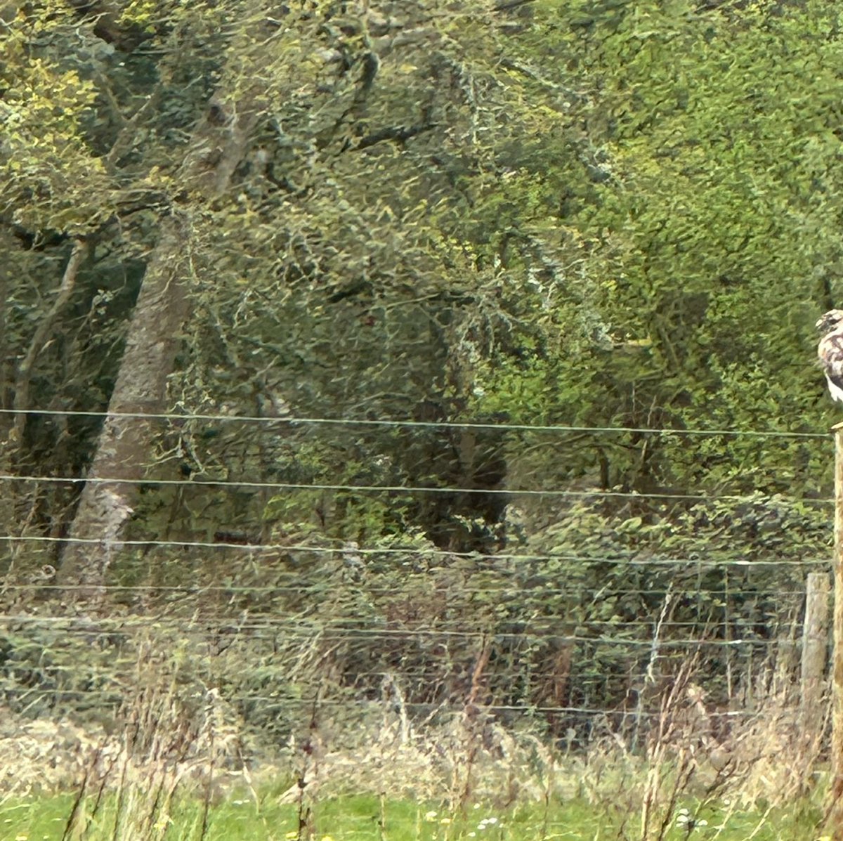 Lovely to see the #Buzzard so close in #CorfeCastle #PurbeckDogPark #BirdofPrey #Ilovemyoffice