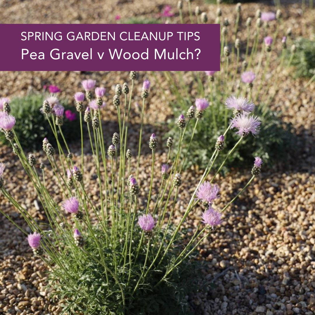 Working in the garden this weekend? Check out our spring garden cleanup tips from Grace Johnson, Horticulturalist with Denver Botanic Gardens Chatfield Farms, at the attached link!

plantselect.org/spring-garden-…

#springgarden #droughttolerantplants #plantselect #denverbotanicgardens