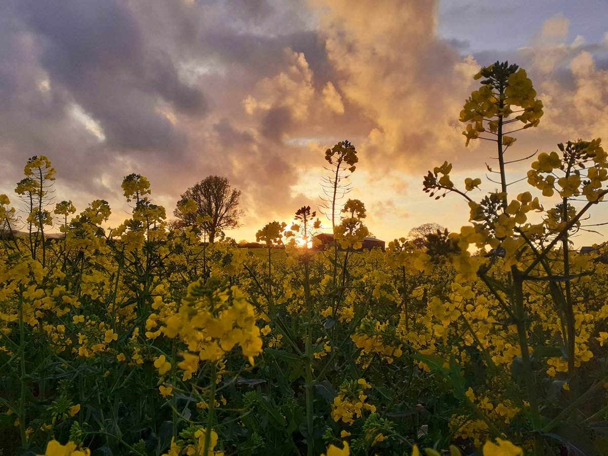 More rapeseed fields pictures sorry! The light was lovely this evening. #Shropshire #DailyWalk #loveukweather