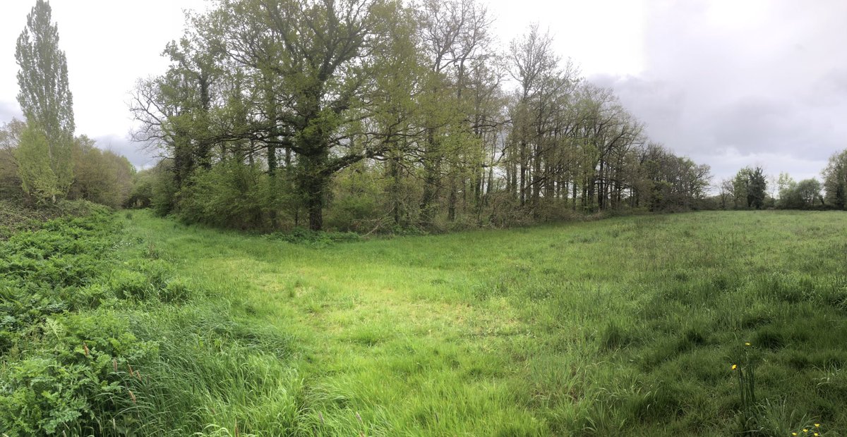micro_vineyard's tweet photo. Interesting read from @CranborneEstate https://t.co/Sv6JA55ifI well timed as have just wondered around French woodland that’s been left to naturally regenerate. Posts in foreground were from a vines left to naturalise approx 40 yrs ago. 2nd pic is of close to nature managed oaks. https://t.co/JiphsXK6eu